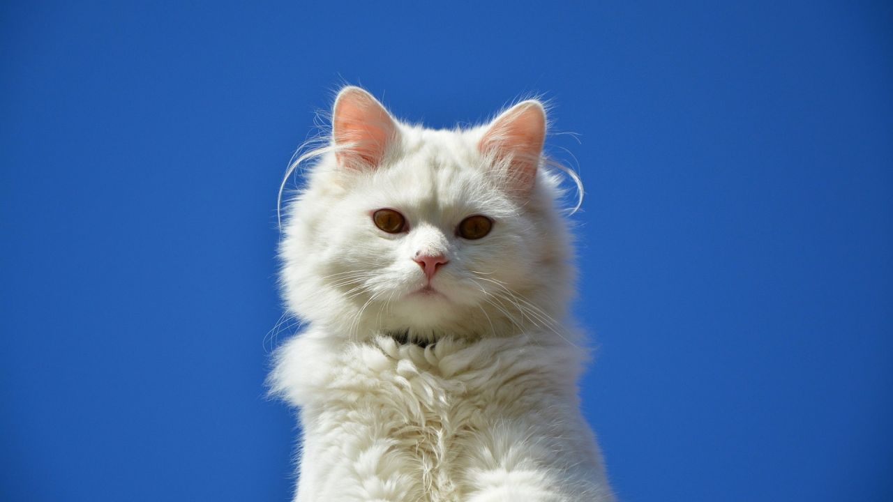 White fluffy cat against a blue sky