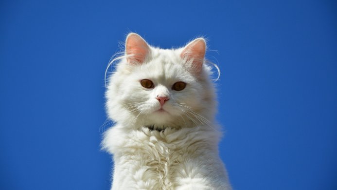 A fluffy white cat against a vibrant blue sky
