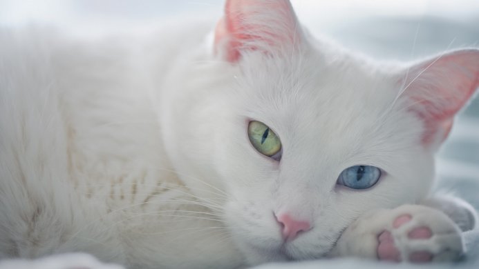 White cat with heterochromia, one blue eye and one green eye, laying down