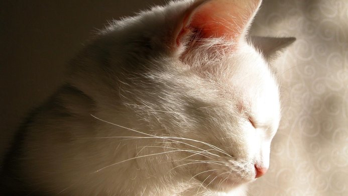 Close-up of a white cat with its eyes closed, basking in the sunlight