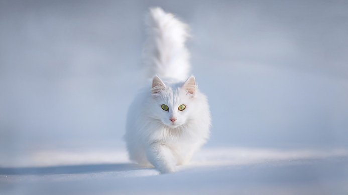 A white cat walking in the snow