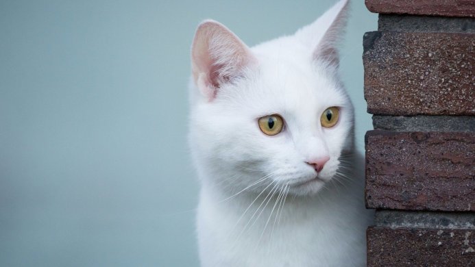 A white cat with yellow eyes peeks from behind a brick wall