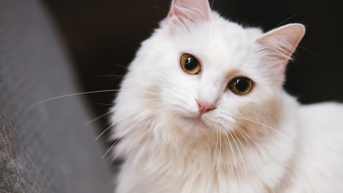 A close-up portrait of a white cat with yellow eyes looking at the camera