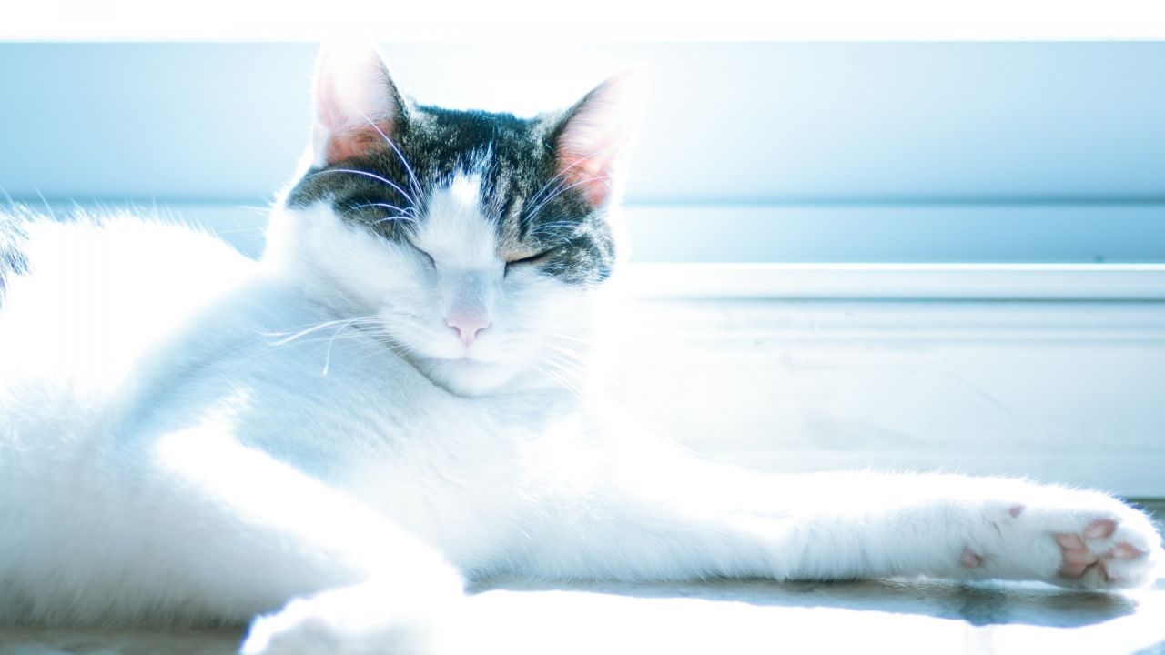 White and tabby cat resting in bright sunlight