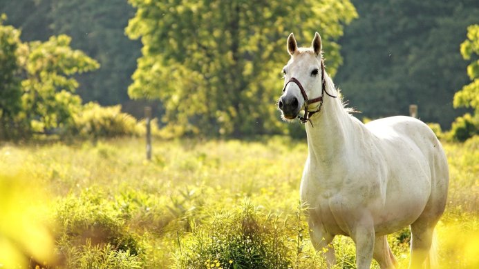 A white horse stands in a sunlit field with green trees in the background