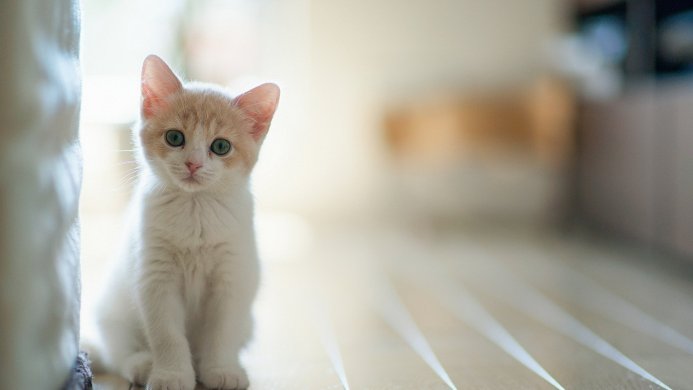 A white and orange kitten sits on a wooden floor looking at the camera