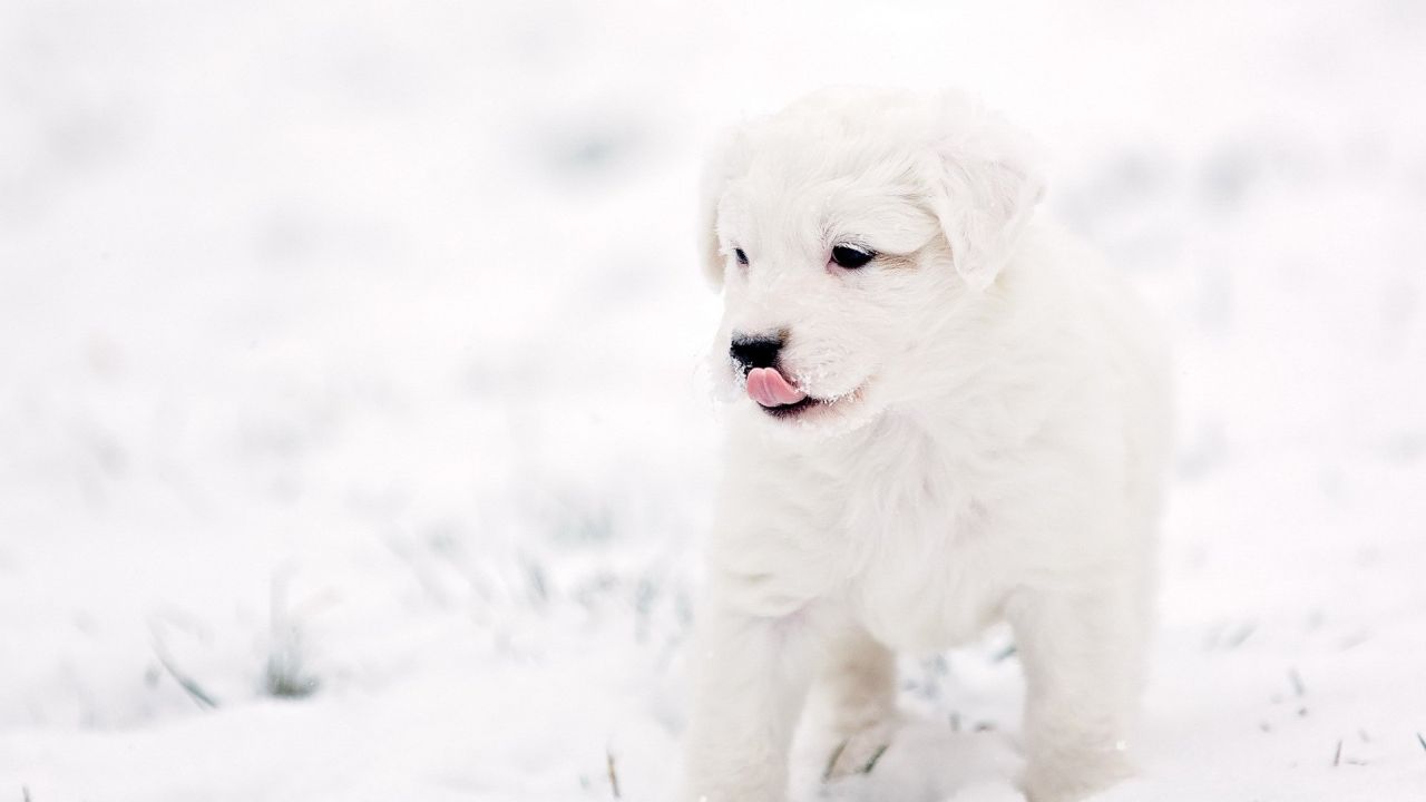 White puppy licking nose in snow