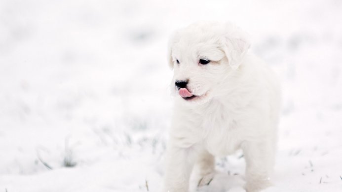 White puppy in the snow sticking its tongue out