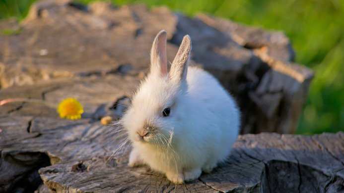 A white rabbit sits on a tree stump in a grassy area with a dandelion flower nearby