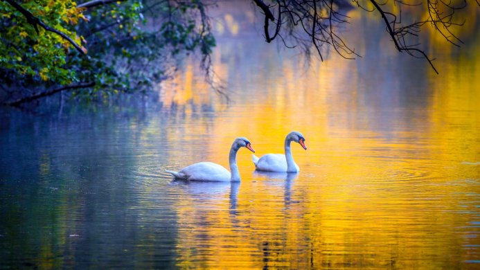 Two white swans swimming in a lake reflecting the golden light of the trees