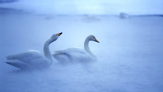 Two white swans in a misty blue lake
