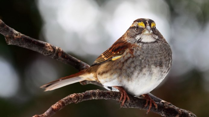 A white-throated sparrow perched on a branch, with a blurred background
