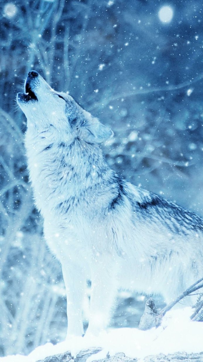 A white wolf howling in the snow during a winter night