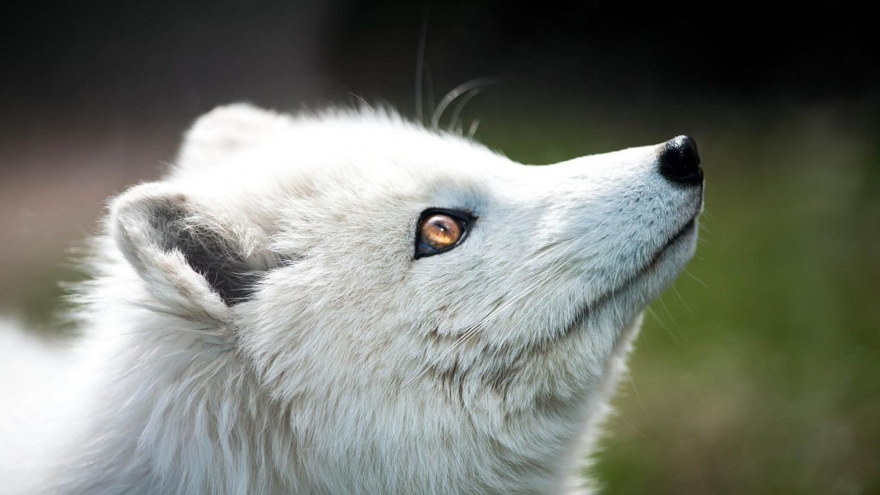 white fox head close up looking up wildlife animal