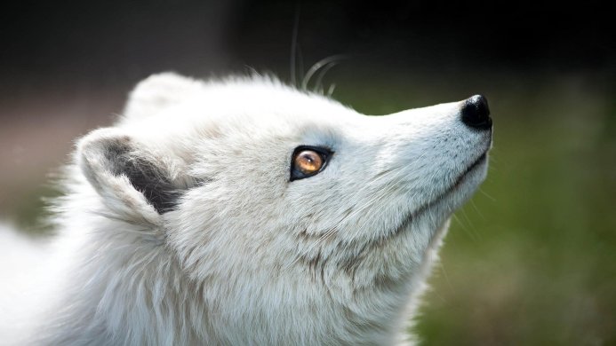 Close-up of a white wolf looking up with a focused gaze