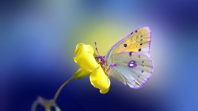 A yellow butterfly sits on a yellow flower, with a blue background