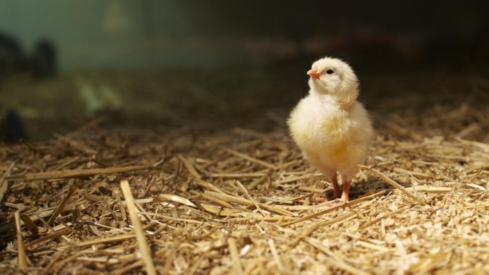 A small yellow chick standing on straw