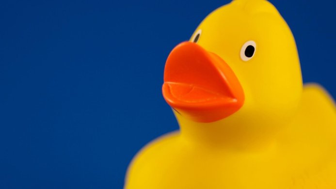 Close-up of a yellow rubber duck against a blue background