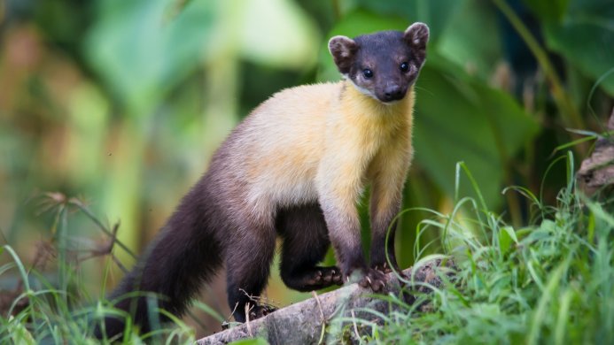 A Yellow-throated Marten standing on a mossy log in a forest setting