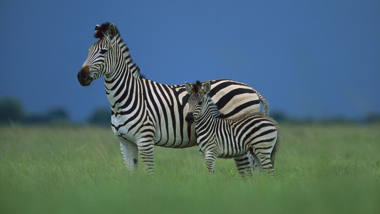 Adult zebra and baby zebra in green grass field