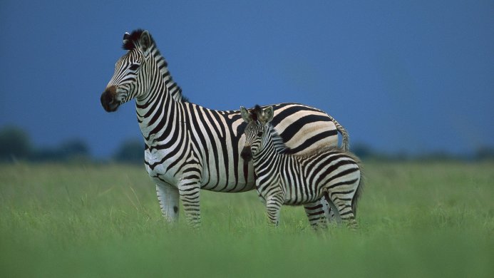 A zebra and her foal stand in a grassy field with a blue sky in the background