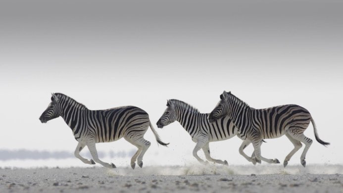 Three zebras running across a dusty plain under a bright, overcast sky