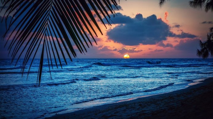 A beach sunset with a palm tree in the foreground