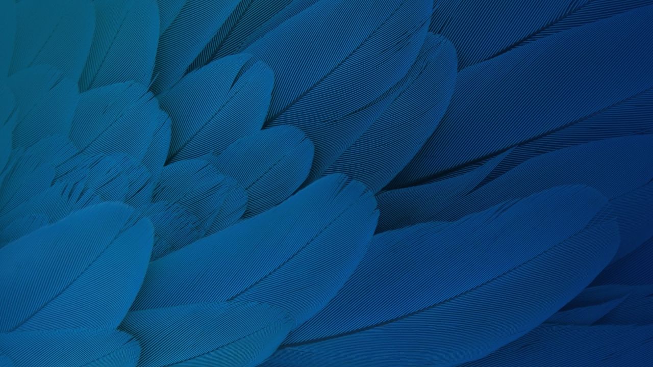 Blue feathers texture abstract background