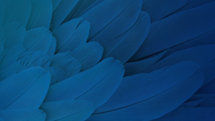 Close-up of blue feathers with a gradient effect