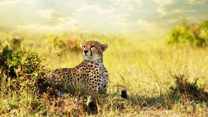 A cheetah resting in tall grass in a savannah environment