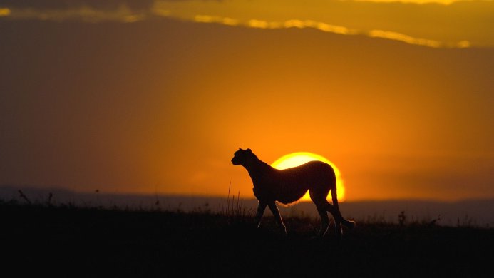 Silhouette of a cheetah walking in front of an orange sunset