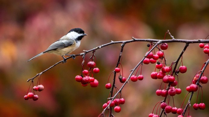 A chickadee perched on a branch with red berries