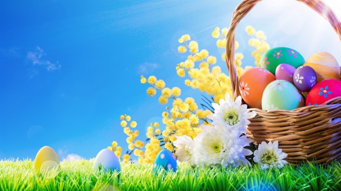 Basket with decorated easter eggs, mimosa and white flowers on a spring day
