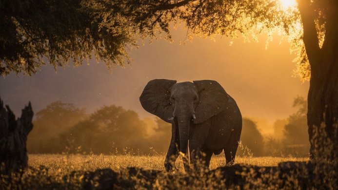 An elephant in a field at sunset