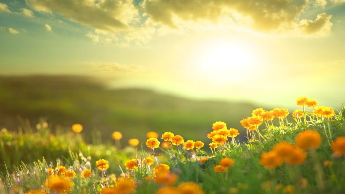A meadow of globe-flowers under a bright sun and cloudy sky