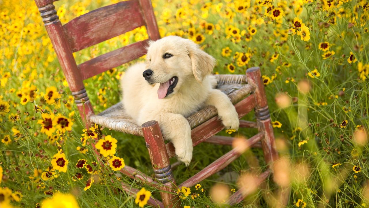Puppy resting on a chair in a flower field