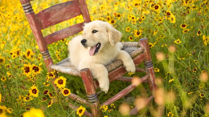 Golden retriever puppy lounging on an old red chair in a field of yellow flowers