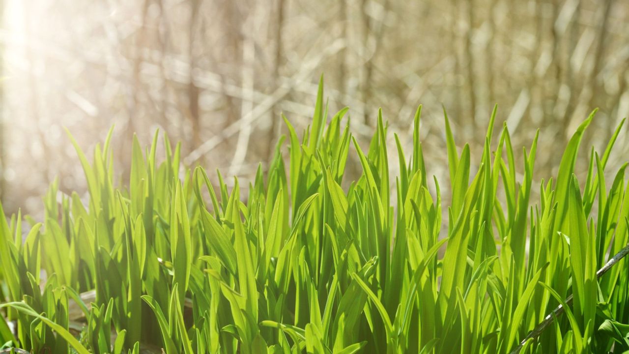 Bright green grass under sunlight