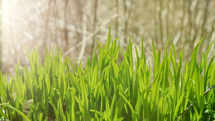 Close-up of vibrant green grass with a blurred background of beige foliage