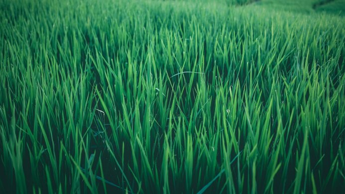 Close-up of vibrant green grass blades filling the frame, creating a natural texture