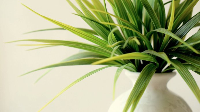 Green plant in a white vase on a white background