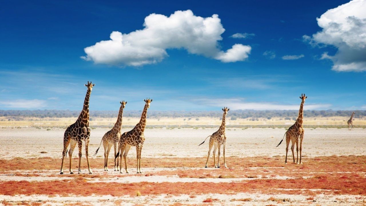 Giraffes in the savannah with a blue sky
