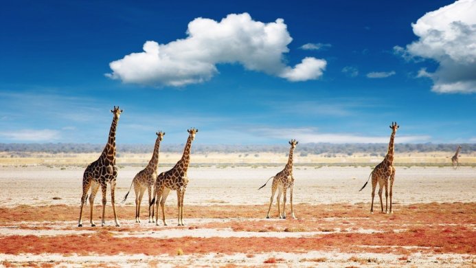 A group of giraffes in a savanna under a blue sky with clouds