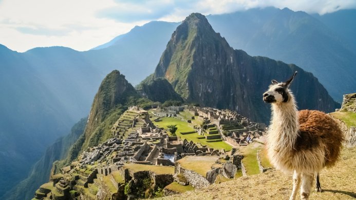 Llama at Machu Picchu, an ancient Inca city in the Andes Mountains, Peru
