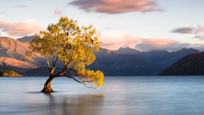 A solitary tree in water with mountains in the background at dusk