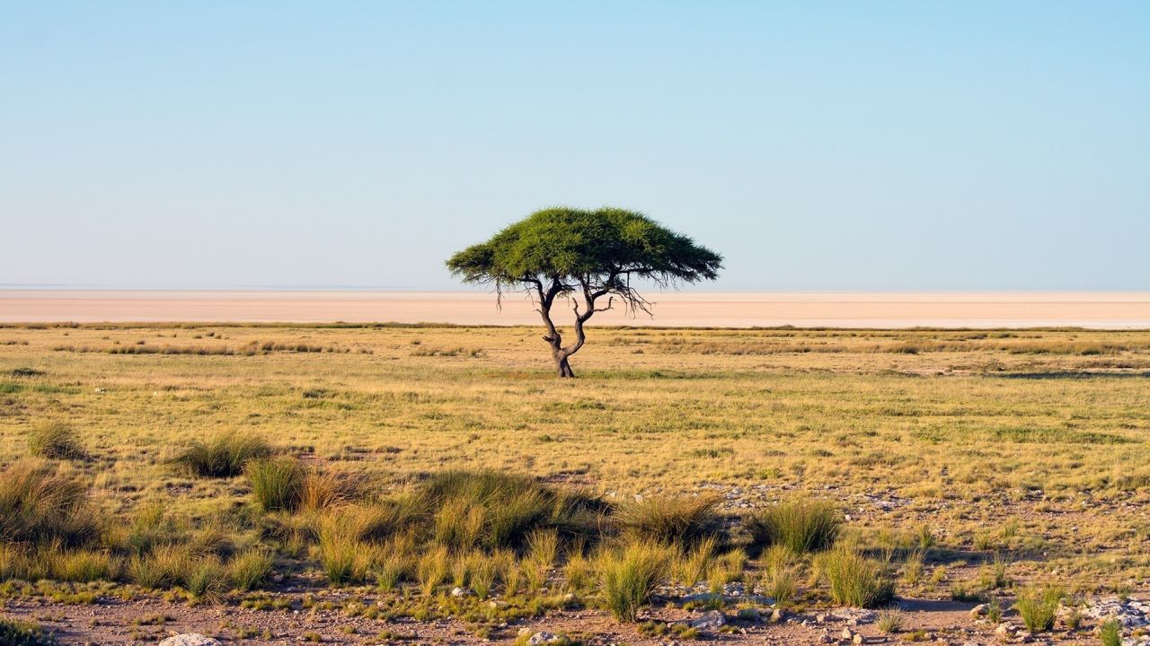 Lonely tree in the savanna