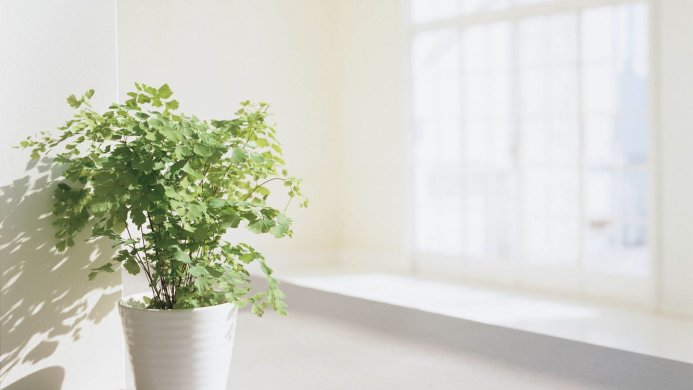 A maidenhair fern in a white pot sits in a bright room with a window
