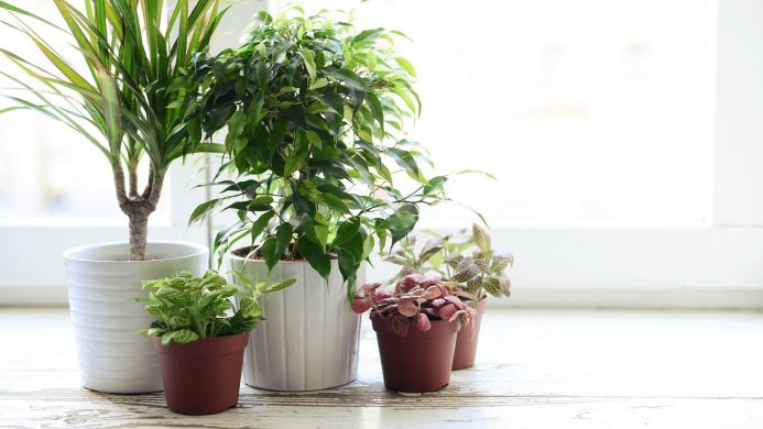 Several potted houseplants on a white wooden surface near a window