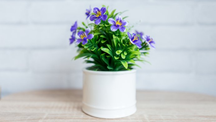 A small potted plant with purple flowers on a wooden table against a brick wall