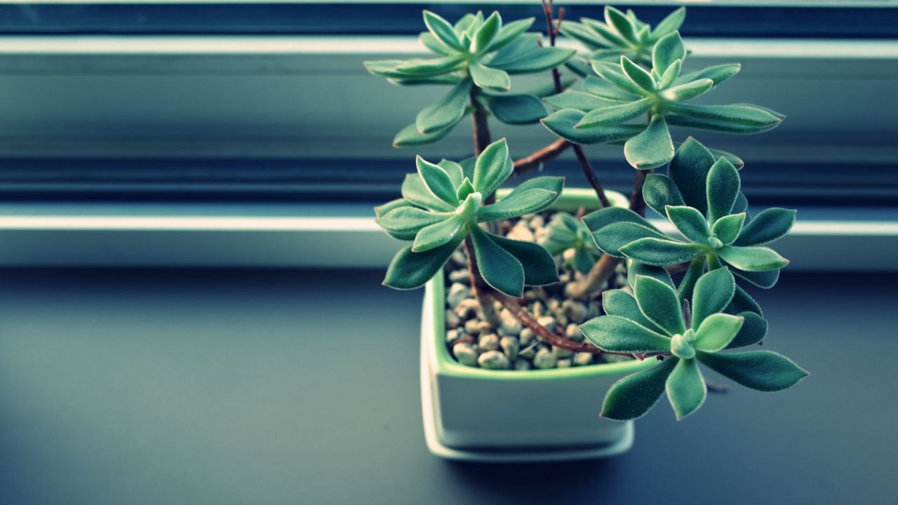 Green succulent plant in pot
